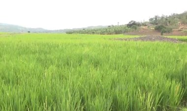 Bugesera: Ubwishingizi bw'umuceri bwarinze abahinzi ibihombo