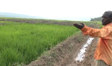 Bugesera: Igishanga kidatunganyije gitubya umusaruro, abagihingamo hari icyo basaba