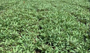 Huye: Ibura ry'imbuto y'imigozi y'ibijumba riri kubateza inzara