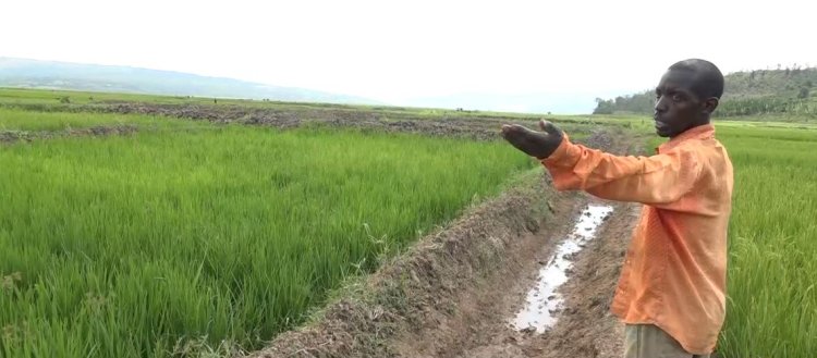 Bugesera: Igishanga kidatunganyije gitubya umusaruro, abagihingamo hari icyo basaba