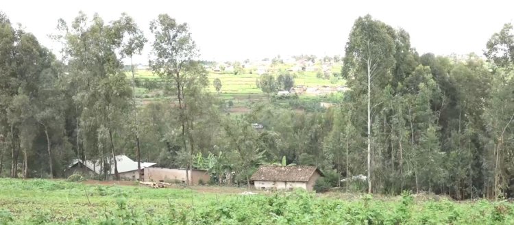 Huye: Babangamiwe n'abatera amashyamba hagati mu baturage akaba indiri y'amabandi