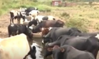 Kayonza: aborozi b’inka baracyafite imbogamizi zibazitira mu rugendo rwo guhaza uruganda rw’amata