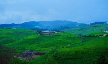 Nyaruguru/Nshili-Kivu: Icyayi gikomeje guteza imbere abahinzi n'abagikoramo