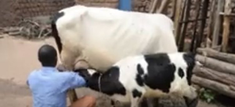 Gisagara: Inka zagenewe abaturage zikubirwa n'abayobozi bo mu nzego zibanze