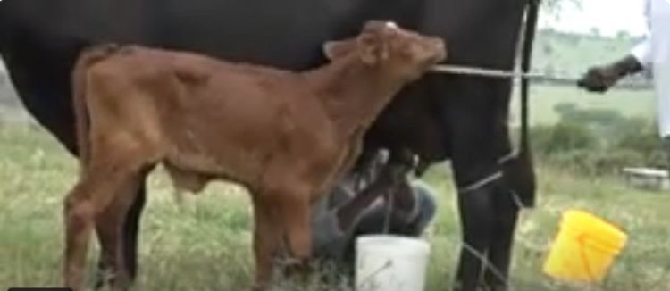 Guhenda kw’amata ku isoko bituma hari abayashyiramo ngo yiyongere