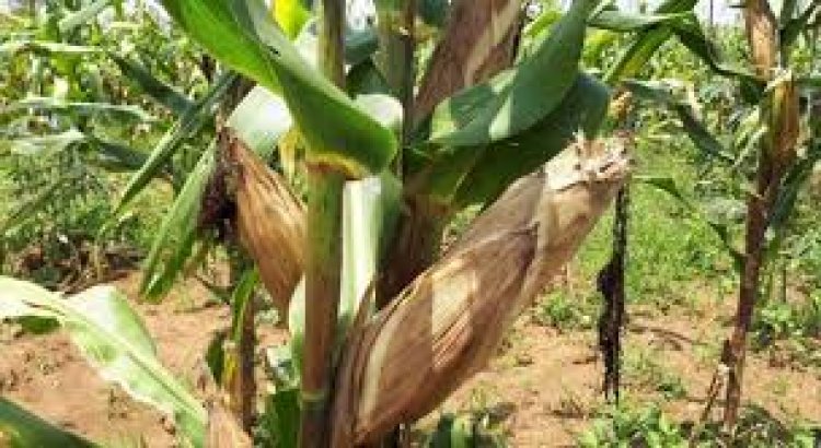 Abahinzi b'ibigori barasaba kurindwa igihombo n'ababagurira umusaruro