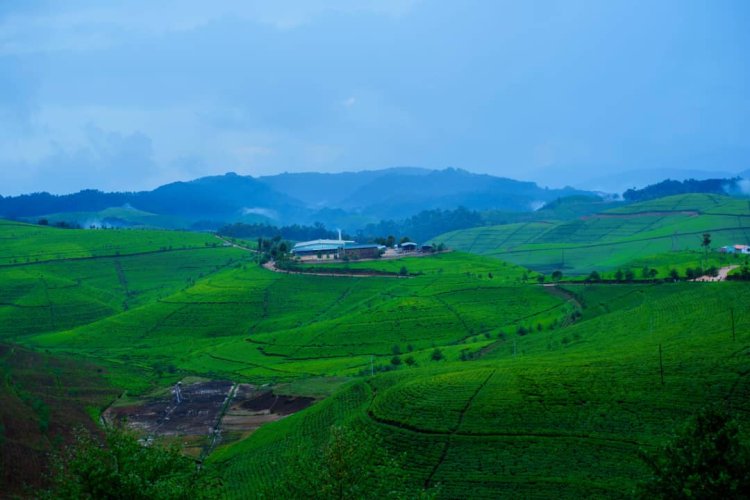 Nyaruguru/Nshili-Kivu: Icyayi gikomeje guteza imbere abahinzi n'abagikoramo