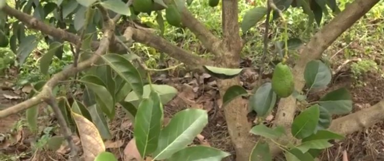    Rwamagana:  Ihenda ry’avoka ryatumye abaturage bahaguruka