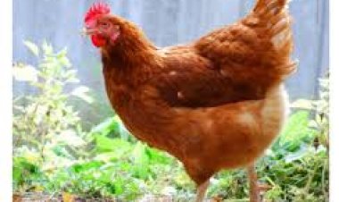 Ruhango: Gahunda yo kwitura yatumye abari abakene basigaye boroza abandi