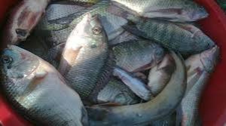 Nyamasheke: Abaturiye ikiyaga cya Kivu babangamiwe n’igiciro cy’amafi kiri hejuru