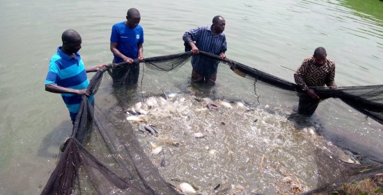 Nyagatare: Babangamiwe no kugura kure ibiryo by'amafi bibahenze