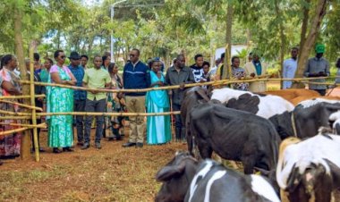 Kayonza: imiryango 16 yorojwe inka mu gufasha abagore bayirimo