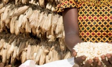 Amajyepfo: Barasaba ubufasha bwo kubona imashini ihungura ibigori