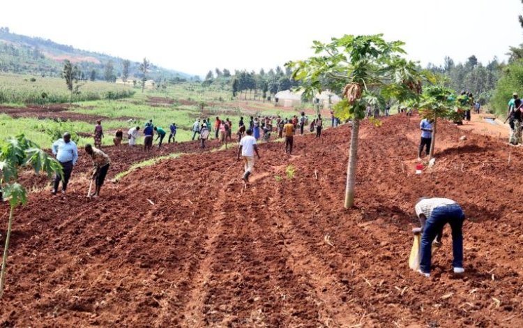 Abahinga hafi y'igishanga cya Nyirabidibiri barasaba gufashwa kubona imashini