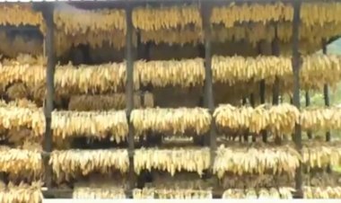 Rulindo: Baterwa igihombo kinini n’umusaruro  wabo utishingirwa