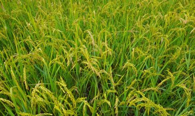 Gisagara-Rwasave: barataka gukatwa amafaranga ya mituweli bajya kwivuza bakabwirwa indi nkuru