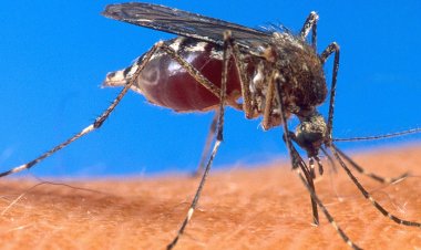 RBC igiye gutangiza uburyo bushya bwo gupima abantu bose babana n’uwagaragaweho malariya