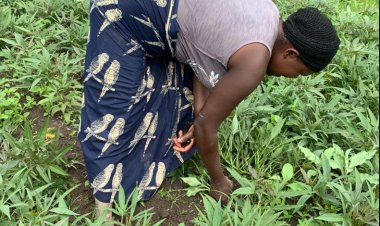 Abahinzi b’ibijumba mu bice bitandukanye by’igihugu barataka kurumbya kubera udusimba