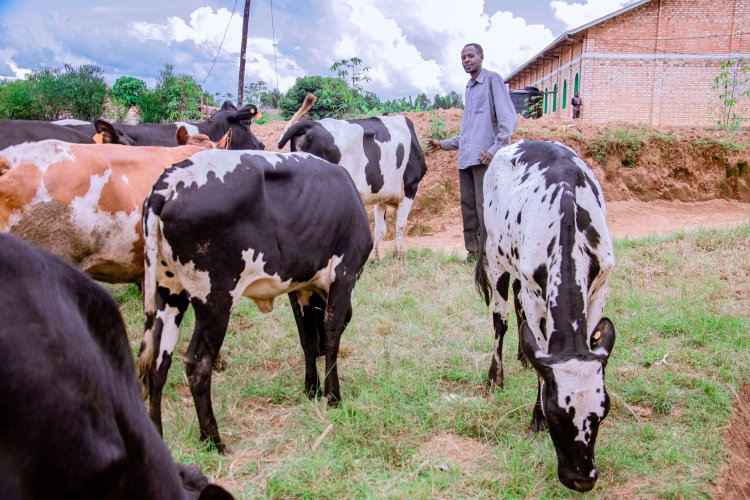 Nyaruguru: barashima ko borojwe inka nyuma yuko igicaniro cyari cyarazimye