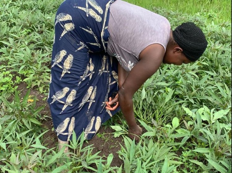 Abahinzi b’ibijumba mu bice bitandukanye by’igihugu barataka kurumbya kubera udusimba