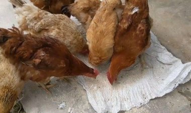 Karongi: Aborozi b'inkoko barataka kubura ibiryo byazo