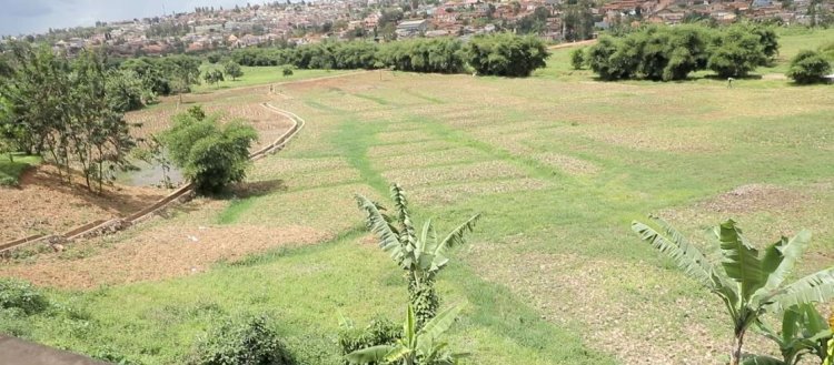 Nta mpamvu z’urwitwazo zihari - Umujyi wa Kigali usubiza abahingaga imboga mu gishanga cya Rwampara