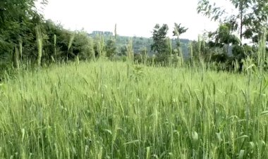 Green Gicumbi yahinduye ubuzima bw’abaturage bo mu Karere ka Gicumbi