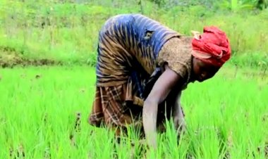 Igishanga cya Mukunguri: Imvura yasenye ingomero, umusaruro w'umuceri ugabanukaho 47%