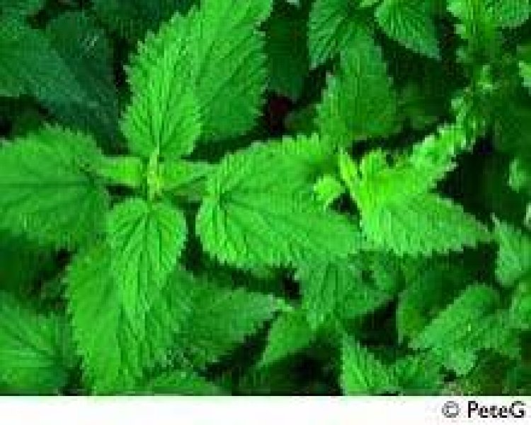 U Rwanda rugiye kwikorera imiti, Abaturage barasabwa kwita ku bimera gakondo