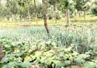 Gatsibo: Barasaba Green houses zibafasha guhinga  buri gihe imboga zo kugaburira abanyeshuri