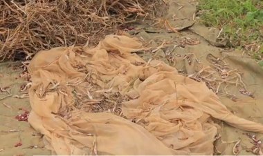 Gakenke: Abahinga igishanga cya Mukinga  bamaze imyaka irenga 3 barumbya