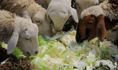 RUBAVU-Bugeshi: Bejeje amashu babura isoko ryayo none barikuyagaburira  inka n’intama