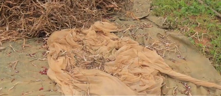 Gakenke: Abahinga igishanga cya Mukinga bamaze imyaka irenga 3 barumbya