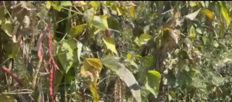 Burera: Bahangayikishijwe n’udusimba tw’umweru turimo kwangiza imyaka