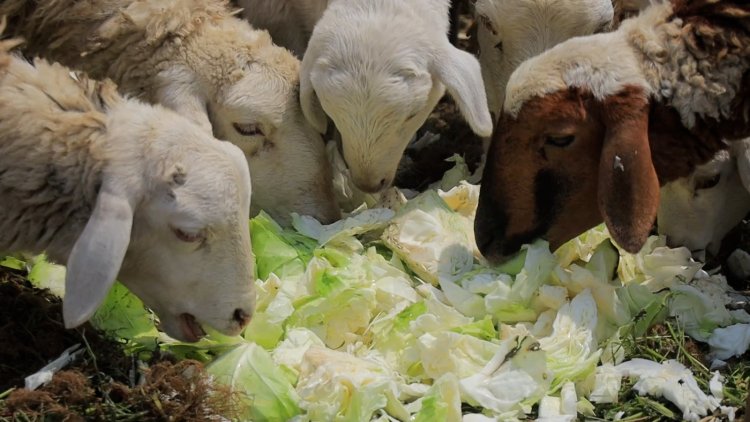 RUBAVU-Bugeshi: Bejeje amashu babura isoko ryayo none barikuyagaburira inka n’intama