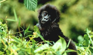 Kwita izina 2025: U Rwanda rugiye kwizihiza imyaka 20 rumaze rwita izina ingagi