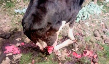 Gutemerwa amatungo n’imyaka bikomeje guhangayikisha abatuye Kinigi na Musanze