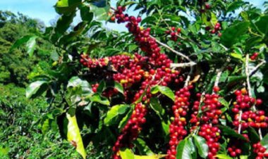 U Rwanda rwohereje mu mahanga toni zirenga 8 100 zinjije miliyari 16,7 Frw mu minsi itanu