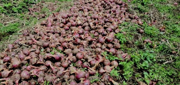 Ikibazo cy'ibitunguru byangirika byabuze isoko kiri kuvugutirwa umuti